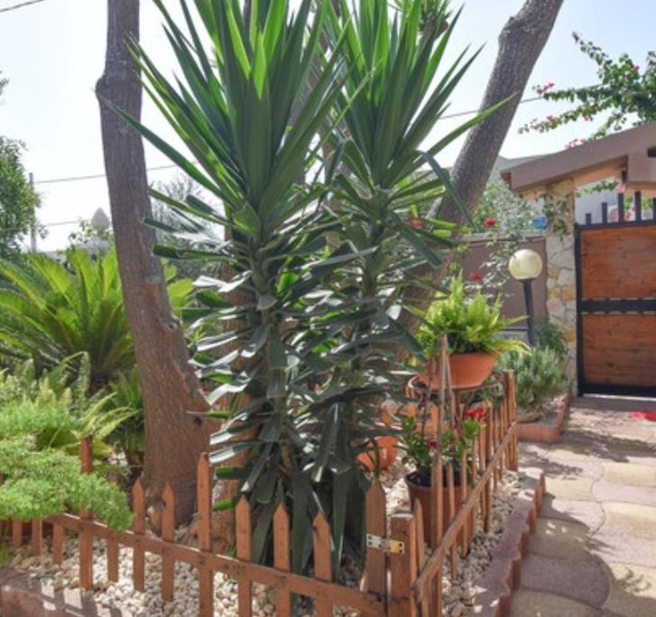 Casa Di Alice A 250 Metri Dal Mare Villa Noto Buitenkant foto
